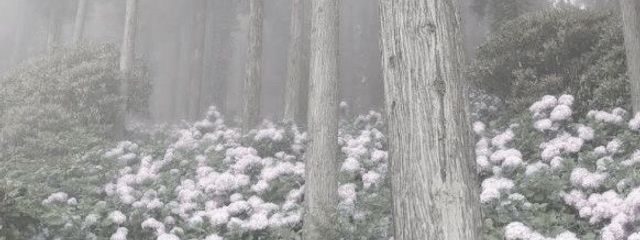 ₊ ⊹ᜊ  　🔪‎୧ꪆྀི さんの壁紙画像