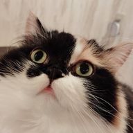 :  CNα ﾁｬﾝ !! @ 運勢 ❌️さんのアイコン画像