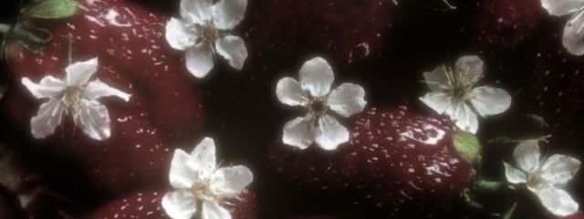 かぼちゃコロッケさんの壁紙画像