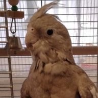 TORIZUKIさんのアイコン画像