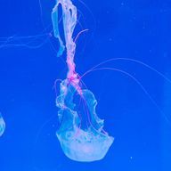 あすかちゃんさんのアイコン画像