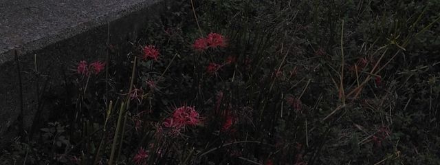 会さんの壁紙画像