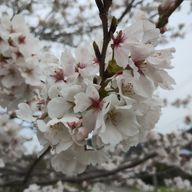 yuaさんのアイコン画像