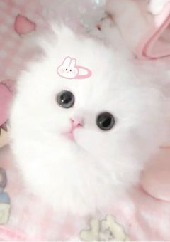 コムドット優太の