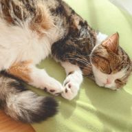 ぽてとふらいさんのアイコン画像