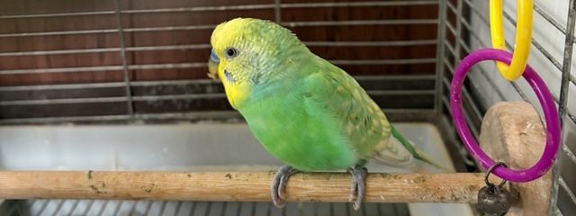 ピッピロちゃんズ！さんの壁紙画像