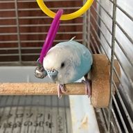 ピッピロちゃんズ！さんのアイコン画像