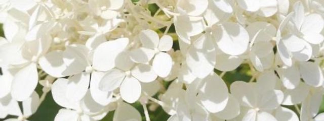 まよよよさんの壁紙画像