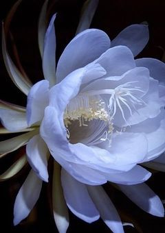 【 P 】貴方を照らす光に