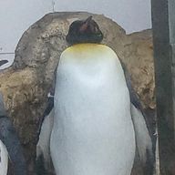 nunumiさんのアイコン画像