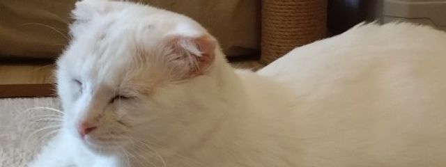 たぴおかだとか 。 さんの壁紙画像