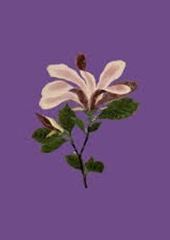 月 が 綺 麗 ね と 言 わ れ た い !