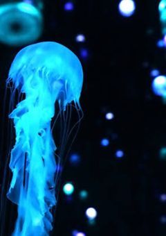 新人Vtuber、クラゲだった件。