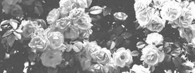 虹咲ららさんの壁紙画像