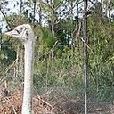 単身ダチョウのニコアニマル