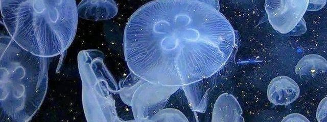 葉月さんの壁紙画像