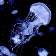 葉月さんのアイコン画像