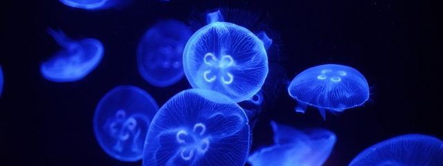 海月🪼🫧さんの壁紙画像