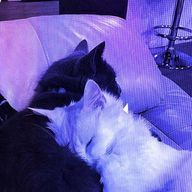 ·̩͙꒰ঌ ♱　い　じ　ゅ　♱ ໒꒱·̩͙さんのアイコン画像