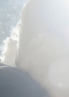 推しに恋していいですか ．