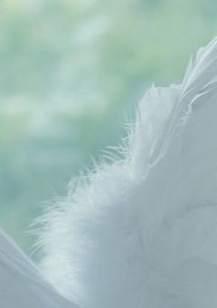 推しに恋していいですか ．