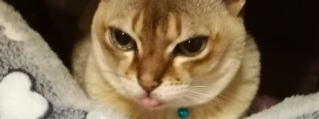 とりこさんの壁紙画像