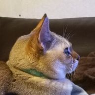 とりこさんのアイコン画像