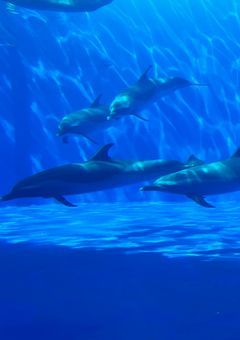 センス抜群リベロの従兄弟はルーキー君