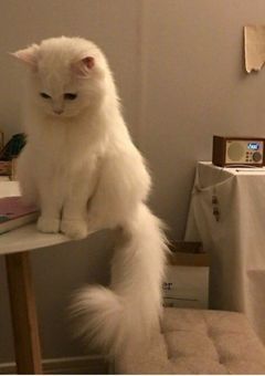 近所のお兄さん