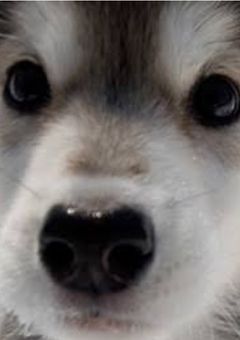 14号車の番犬ちゃん