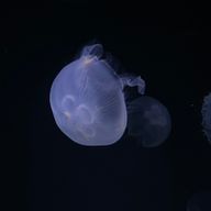 森もりさんのアイコン画像