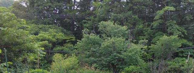 みぃさんの壁紙画像