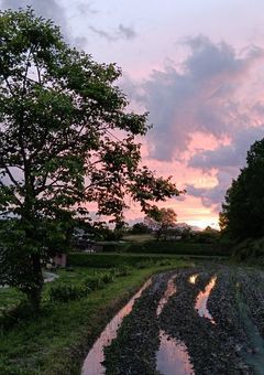 雑