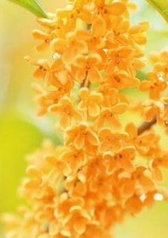 死と金木犀と貴方