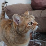 ラクラさんのアイコン画像