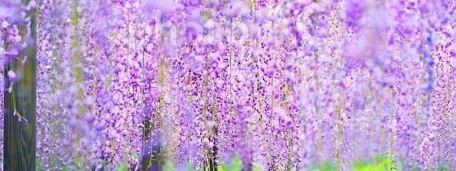 わらび餅さんの壁紙画像