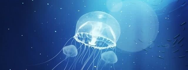 月詠たより🌙🐺さんの壁紙画像