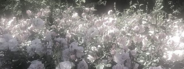 枯季 氷恋さんの壁紙画像