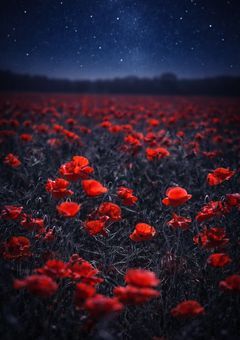 夜に恋した僕ら