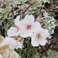 るあさんのアイコン画像