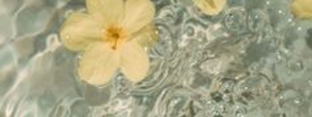 如月 天鈴.　　# 読み専期間 / 無言フォローｱﾙかもさんの壁紙画像