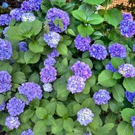 cherry4さんのアイコン画像