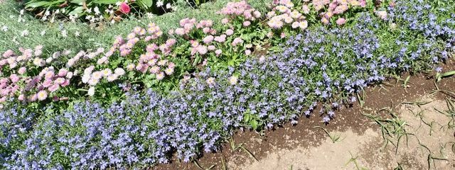 甲斐田さんの壁紙画像