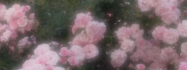 はむすたー王子♡さんの壁紙画像