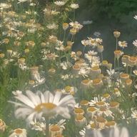 ぽぴーさんのアイコン画像