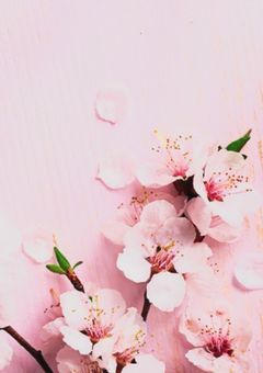 約束は桜の木の下で 