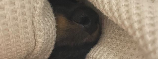 だおないさんの壁紙画像