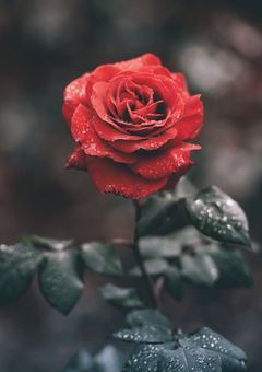 let's！Rose Novel！