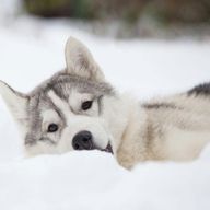 しゅうさんのアイコン画像