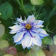 Nigellaさんのアイコン画像